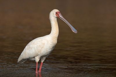 Spoonbill,African