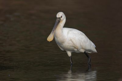 Spoonbill,Eurasian