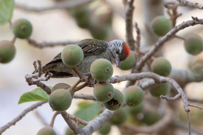 Woodpecker,Cardinal 