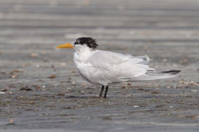 Royal Tern  Gambia