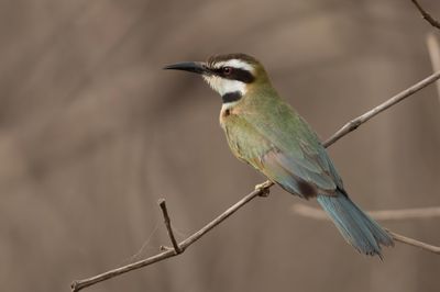 Bee-eater,White-throated