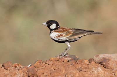 Sparrow-Lark,Chestnut-backed