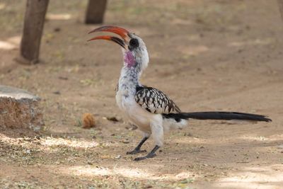Hornbill,Northern Red-billed 