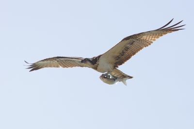 Osprey