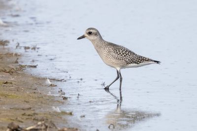 Grey Plover  England