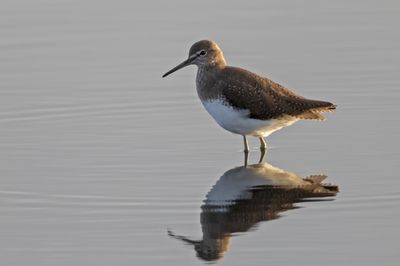 Sandpiper,Green 