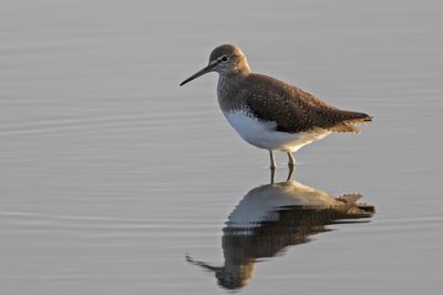 Green Sandpiper   England