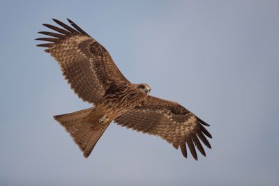 Black Kite    Goa