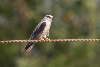 Kite,Black-winged 