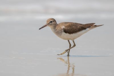 Common Sandpiper  Goa