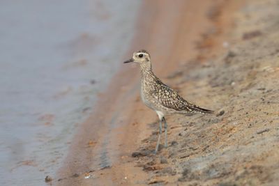 Pacific Golden Plover  Goa