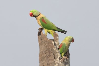 Alexandrine Parakeet   Goa