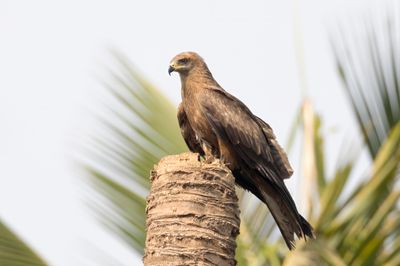 Kite,Black 