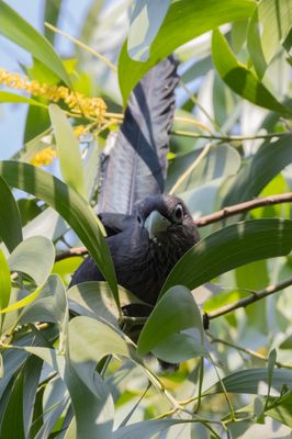 Blue-faced Malkoha     Goa