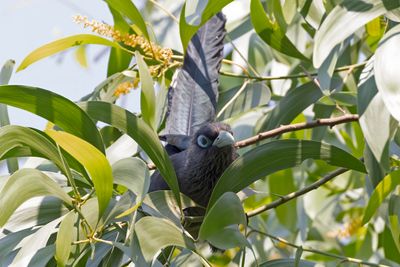 Blue-faced Malkoha     Goa