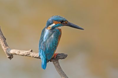 Kingfisher,Common 