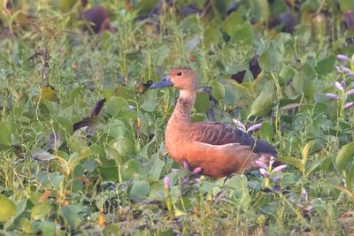 Duck, Lesser Whistling