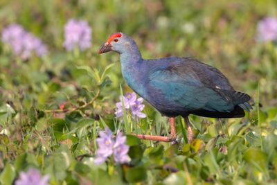 Swamphen,Grey-headed
