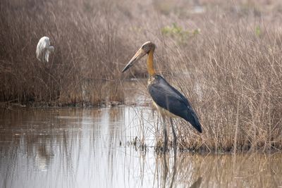 Lesser Adjutant      Goa