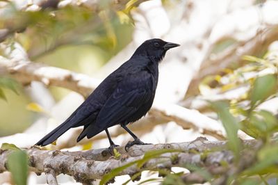 Cuban Blackbird.   Cuba