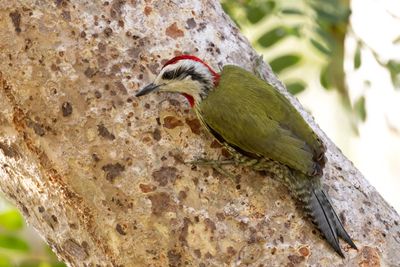 Cuban Green Woodpecker      endemic to Cuba