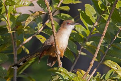Cuckoo,Great Lizard