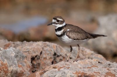Killdeer