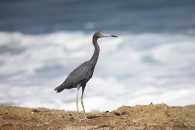 Heron,Little Blue 