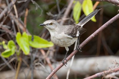 Mockingbird,Northern 