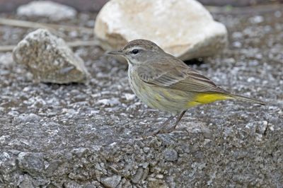 Palm Warbler.    Cuba