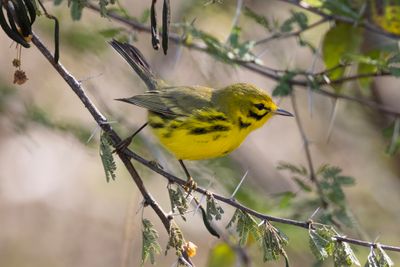Prairie Warbler.     Cuba