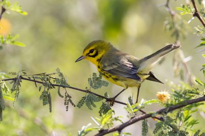 Prairie Warbler.     Cuba