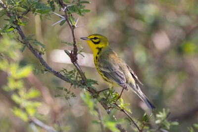 Prairie Warbler.     Cuba