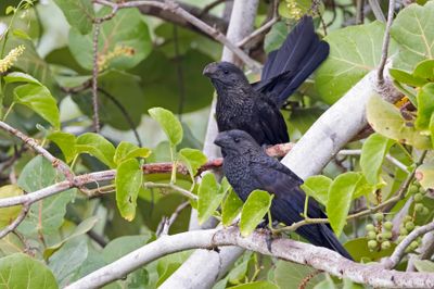 Ani,Smooth-billed