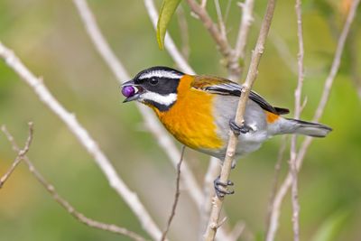 Tanager,Stripe-headed