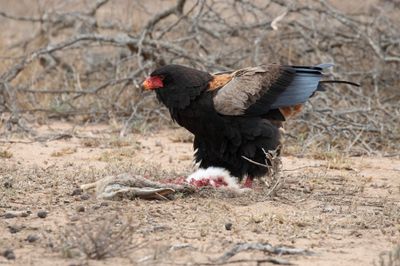 Bataleur   South Africa