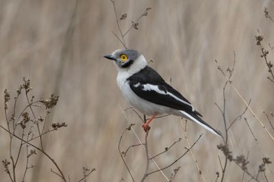 White-crested Helmet-shrike   South Africa