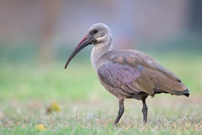Ibis,Hadada 