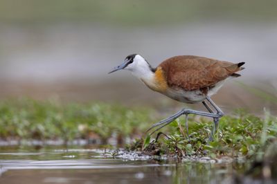 Jacana,African 