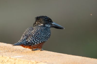 Kingfisher,Giant