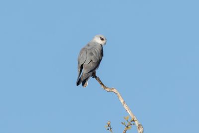 Kite,Black-winged 