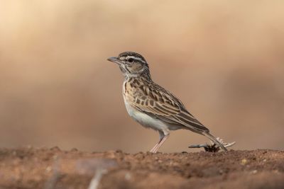 Lark,Sabota