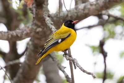 Oriole,  Black-headed