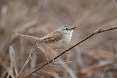 Prinia,Tawny-flanked 