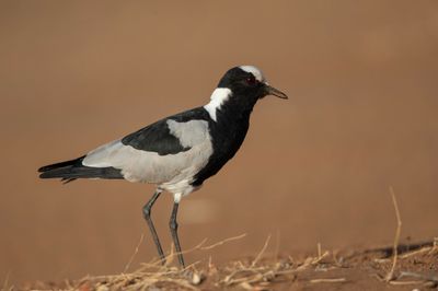Plover,Blacksmith's