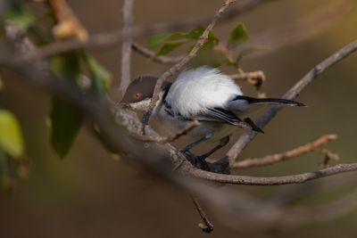 Puffback,Black-backed