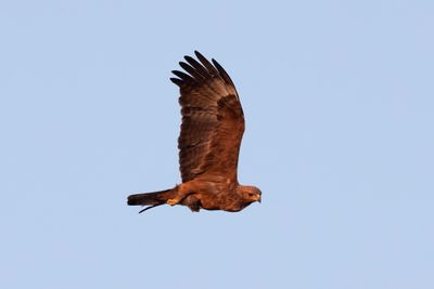 Kite,Black 