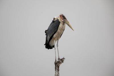 Stork,Maribou 