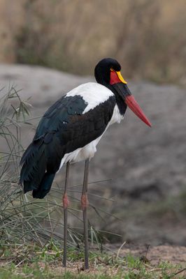 Stork,Saddle-billed