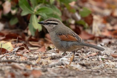 Tchagra,Brown-capped 